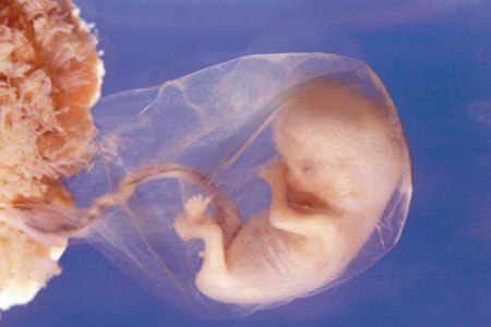 Имплантация эмбриона: сроки и признаки, имплантация после эко