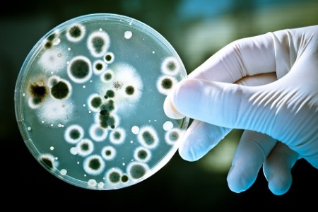 Бактерии: причины кольпита