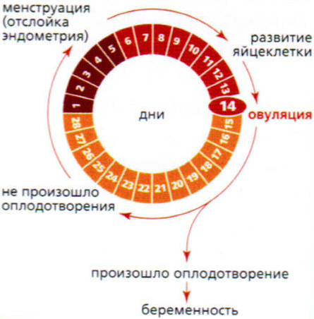 Фазы менструального цикла, схема
