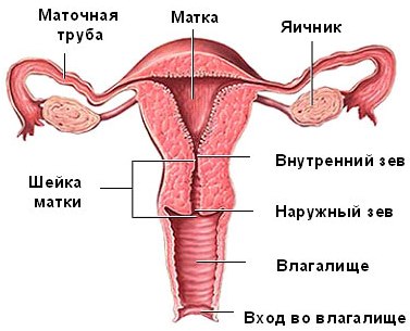 Схема строения матки