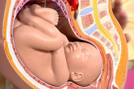 Макет ребенка в утробе при головном предлежании