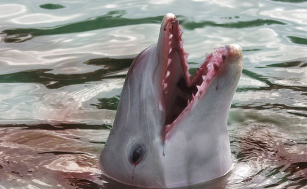 Дельфины бывают жестокими и агрессивными