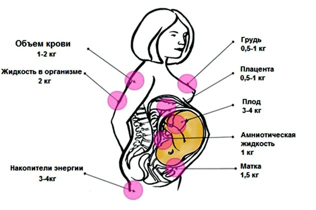распределение вес при беременности