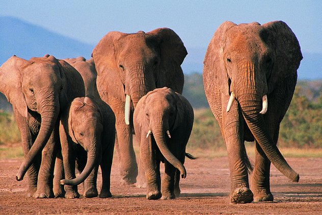 загадки про слона