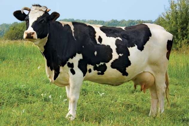 загадки про корову
