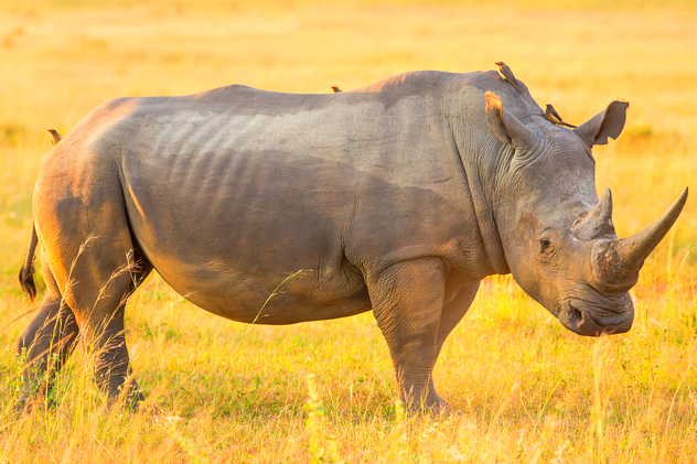 загадки про носорога для детей