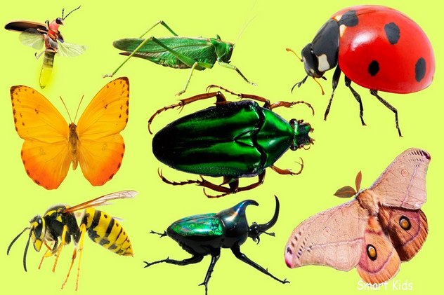 загадки про насекомых