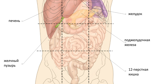 Колит левый бок внизу при беременности. Органы в правом боку. Органы в левом боку. Болит кишечник с правой стороны. Расположение внутренних органов брюшной полости у беременных.