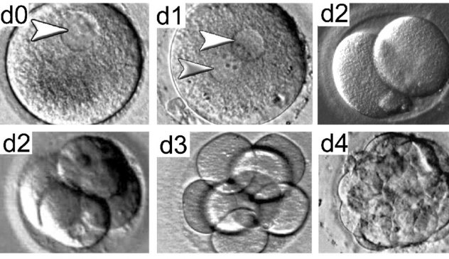 стадии развития эмбриона при культивировании