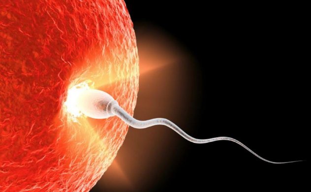 Сперматозоид и яйцеклетка