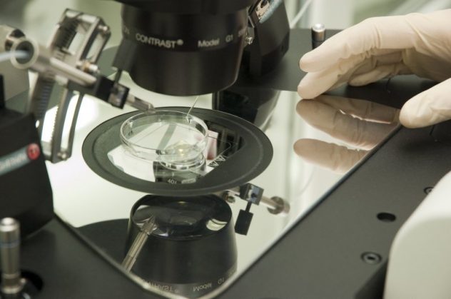 Специалисты стараются минимизировать риски повреждения эмбрионов и ооцитов во время криоконсервации