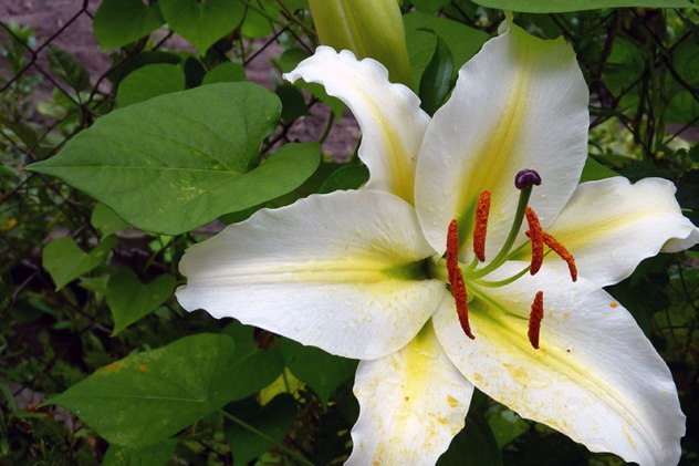 лилия - растение-покровитель Светланы