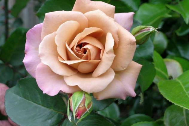 цветок имени Ираида - роза