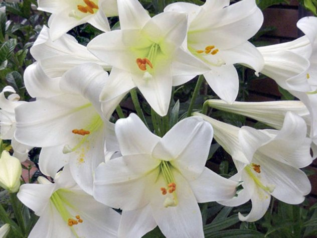лилия - цветок имени алиса