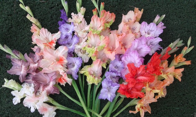 цветок николая - гладиолус
