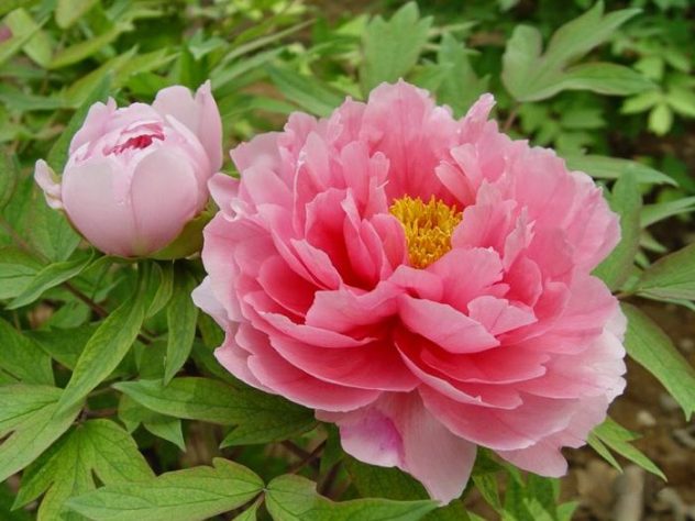 пион - цветок платона