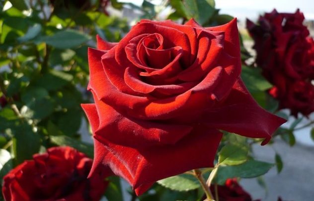 роза - цветок анжелики