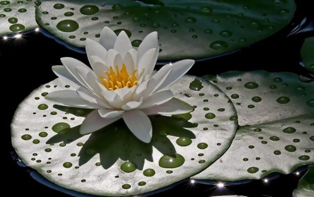 водяная лилия - цветок савелия