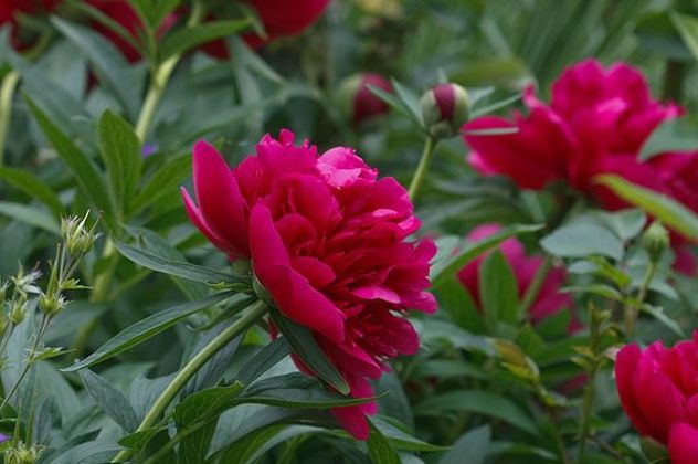 пион - цветок валерии