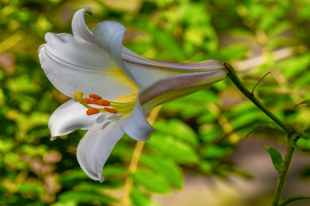 лилия - цветок жанны