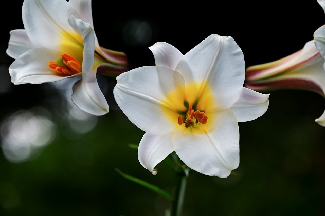 лилия - цветок изольды