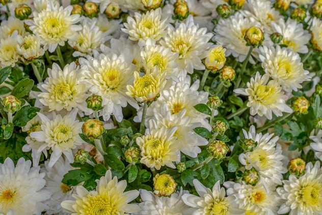 хризантема - цветок зинаиды