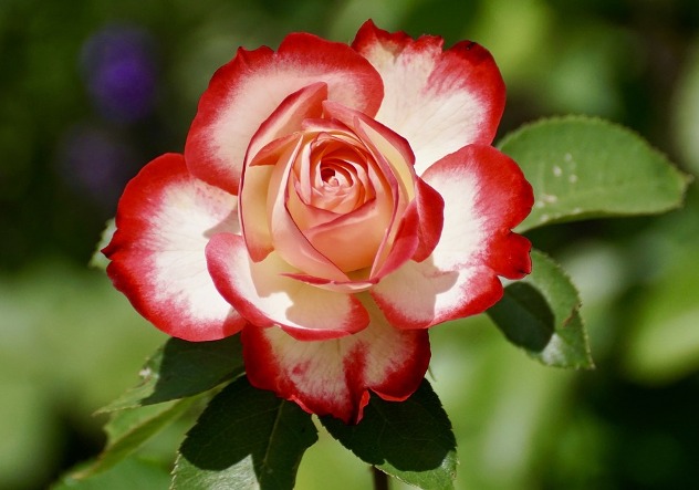 роза - цветок имени Лолита