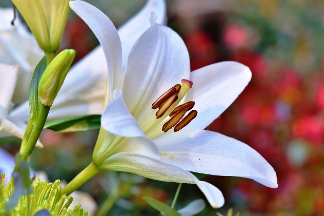 лилия - цветок имени Маргарита 