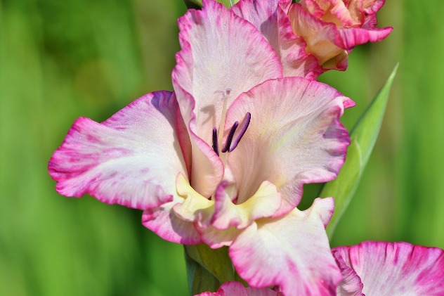гладиолус - цветок имени Александр