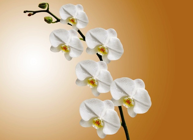 орхидея - цветок имени Ионна
