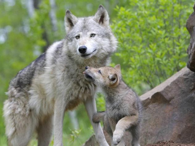 волки - как животные воспитывают своих детенышей