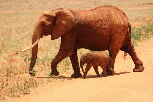 Слоны - как животные воспитывают своих детенышей