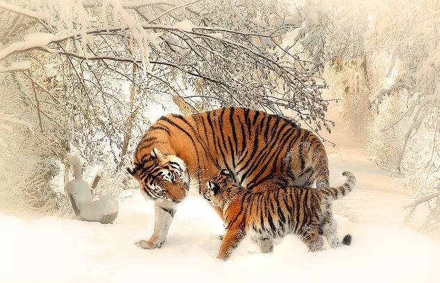 Тигры - как животные воспитывают своих детенышей