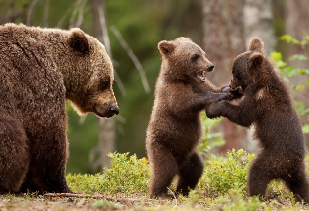 Медведи - как животные воспитывают своих детенышей
