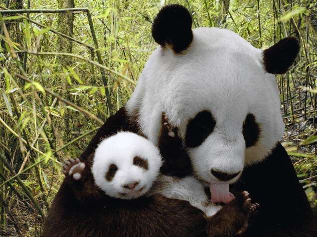 Панды - как животные воспитывают своих детенышей
