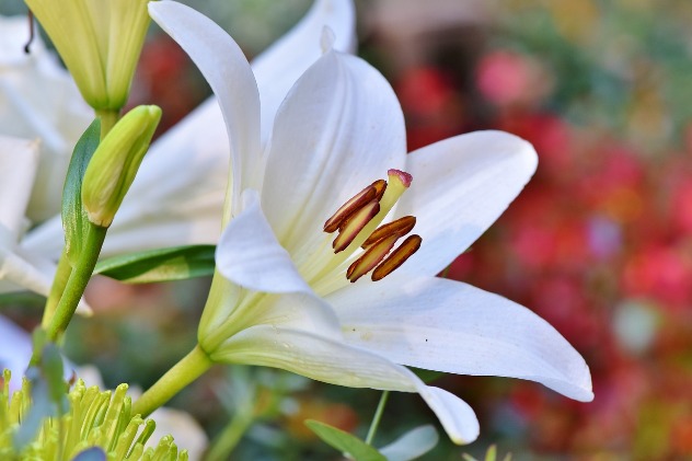 белая лилия - цветок сони
