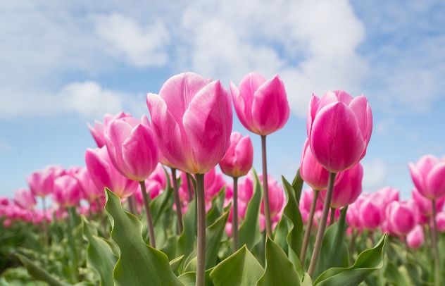 тюльпан - цветок имени ильдар