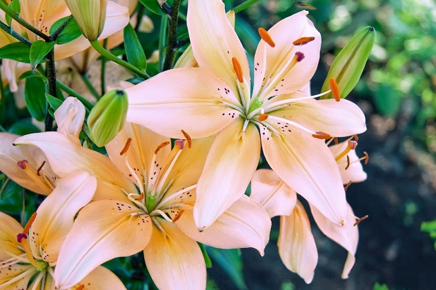 лилия - цветок имени рита
