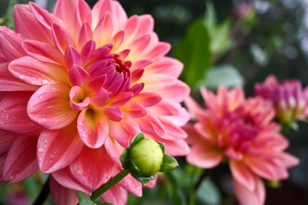 Цветок имени Римма – георгин