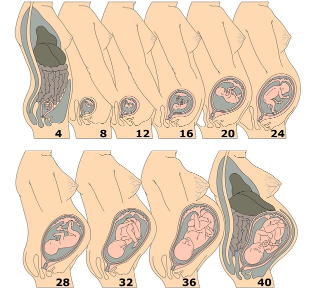 размеры матки при беременности