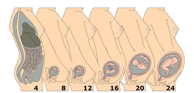 форма матки на ранних сроках беременности
